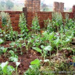 2013_09_20-WT_2013-Uganda-0